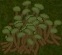 Фермерство в RimWorld